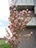 八重桜